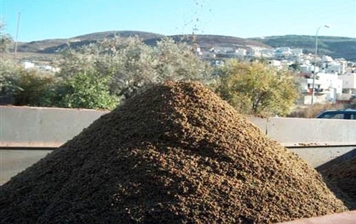 جفت الزيتون في المعصرة