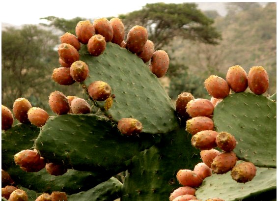 صبّار حاصبيا