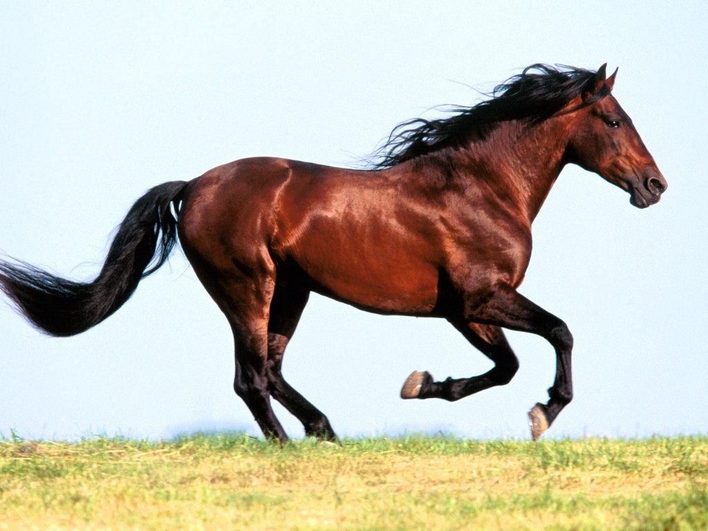 حامل صوت سنابك خيل مادد عاوج الرمل