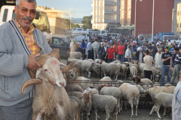 أضاحي كثيرة في أكثر من مكانٍ، ولحومٌ لا تجد من يستحقها، ويتوه صاحبها أين وكيف يوزعها، ولا يوجد من يطلبها أو يسعى إليها