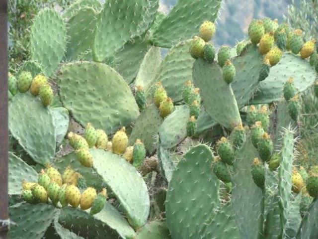 صبّار العرقوب.. طلائع «المنّ القطني» تهدّد الموسم