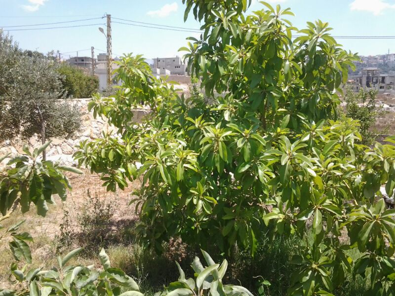 قطعة أرض بمكان مميز في الخيام معروضة للبيع