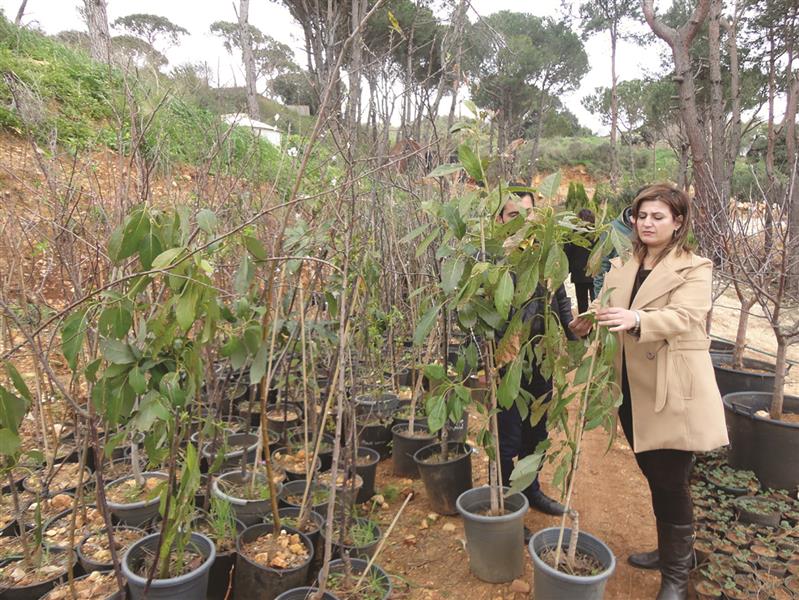 المهندسة الزراعية جنان أبو سعيد: نجحت زراعة «الأفوكادو Avocado» ولا سيما في المناطق التي يتراوح ارتفاعها بين 600 و1000 متر عن سطح البحر (أنور ضو)