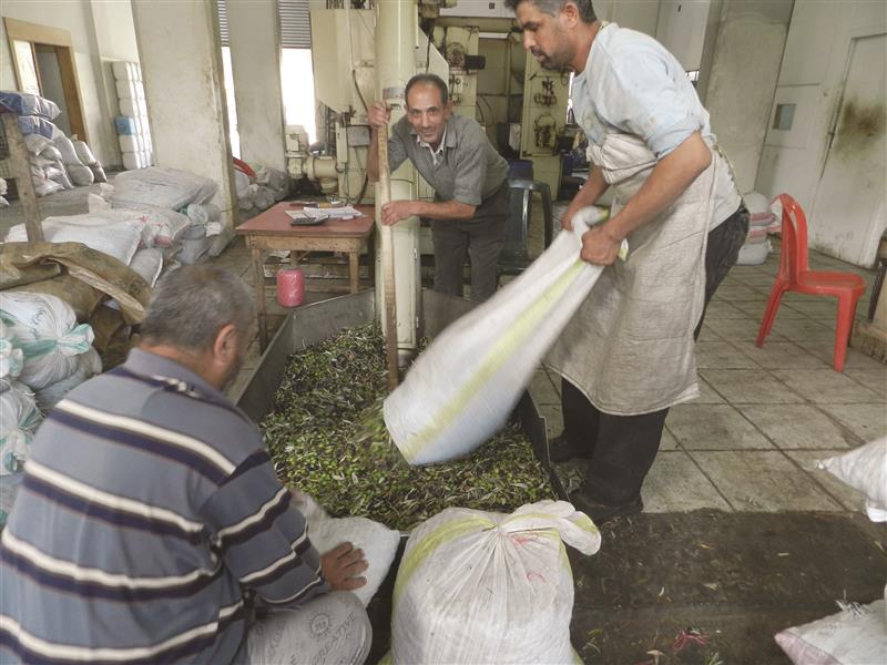 العمل يعوّض قسماً من انخفاض مساعدات المانحين، نازحون يعملون في معاصر الزيتون (طارق ابو حمدان)