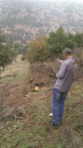 يشير إلى أشجار سنديان قطعت في حرج كفرشوبا (طارق ابو حمدان)
