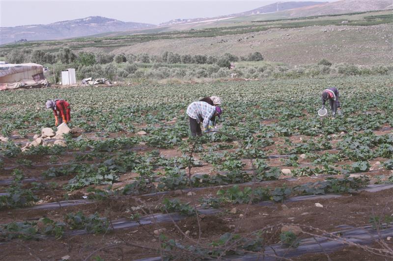 جانب من سهول الوزاني (طارق ابو حمدان)