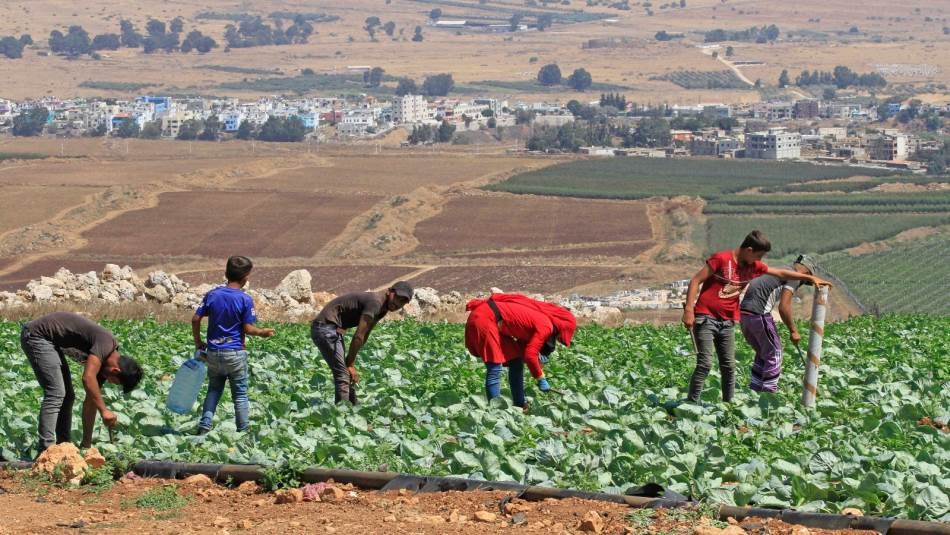 تعاني الزراعة اللبنانية من منافسة المنتجات المستورَدة والمهرَّبة (Getty)